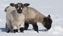 Lamb Lovers: Get Your Grill On