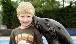 Pay $200 to Make Out With a Sea Lion