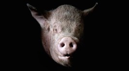 No Swine Flu in Illinois (Yet)