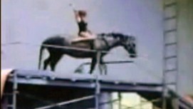 Diving Horses Raise Concerns in New Jersey