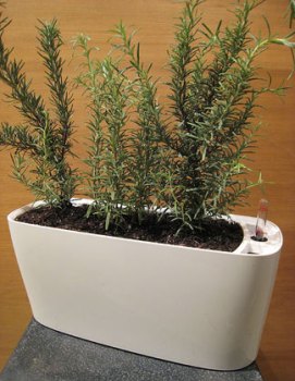 Lechuza Self-Watering Plant Pot