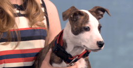 New York Live Pet Project: Scully the Greyhound Mix