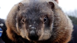 Cop Sprays "Attacking" Groundhog in Jersey