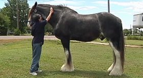 World's Biggest Horse Is in North Texas