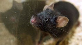 Caffeine May Be Magical Anti-Dementia Elixir