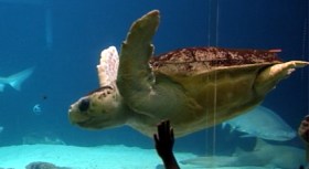 Friday Field Trip: New York Aquarium