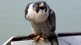 Falcon Chicks Living on GWB Are Banded