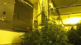 Police Raid 5-Story Bronx Marijuana Farm