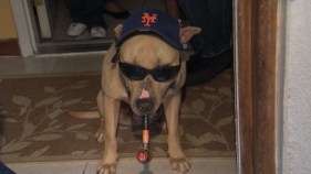 Panhandling Dog Not Abused: ASPCA