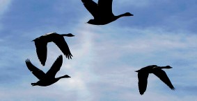 Schumer Urges Mandatory Bird-Strike Reporting