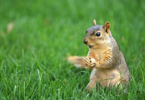 Squirrel-flavored potato chips might be the next big thing. 