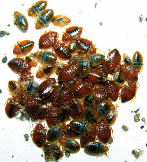 Conspiracy Theory: Bed Bugs May Be the New Ammo in Store Wars