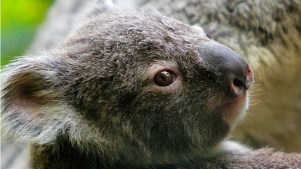Koalas Move Into New Home