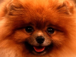 Man Sues Bar, Says Tripping Over Dog Ruined Sex Life