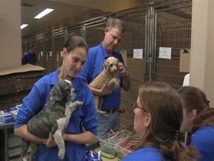 A New Beginning For Dogs On Long Island