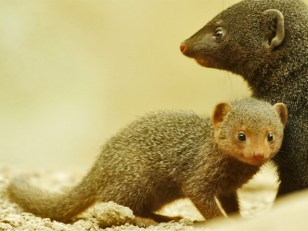 CUTE ALERT: Mongoose Pups Arrive at Bronx Zoo