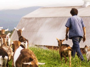 Hot Ticket: Murray's + VT Cheesemakers Fest