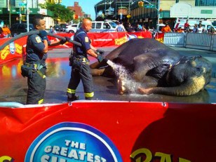 FDNY Hosed in Elephant Act