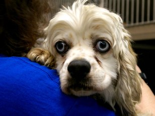 Rescued Puppy Mill Pups Need a Home for the Holidays