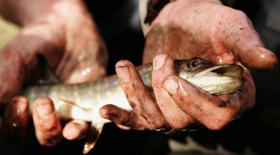 The Hazards of Teaching a Man to Fish