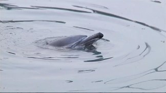 Stranded Dolphin Dies in Gowanus Canal