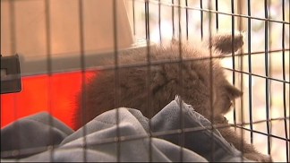 Kitten Survives Toss from Car