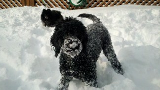 YOUR PHOTOS: The Snow Storms of 2010-11