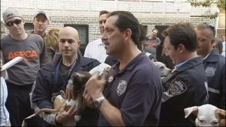 Dogs Rescued in Alleged Dog-Fighting Ring