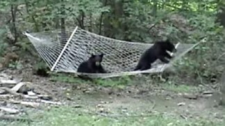 Two Black Bears Play on Hammock