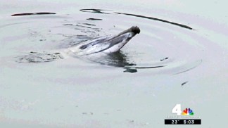 Dolphin Stuck in Gowanus Canal