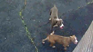 Police Hunt Dogs That Mauled Woman