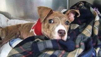 Puppy Thrown from Moving Car Breaks Neck
