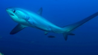 Thousands of Sharks Migrate Off South Florida Coast