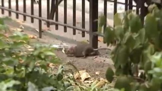 Rats in Tompkins Square Park