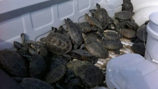 Turtles Invade JFK Runway