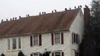 Vultures Invade NJ Neighborhood