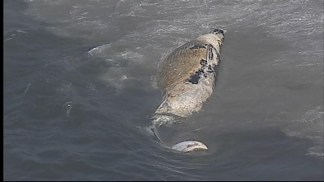 Raw Video: Whale Washes Up on L.I. Shore