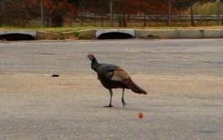 Is That a Turkey on the Turnpike?