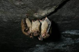 Fungus May Cause New York Bats to Go Extinct