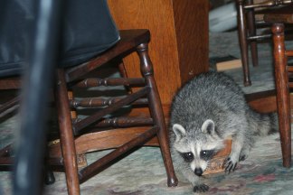 Raccoon Party in Brooklyn