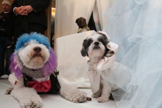 Most Expensive Pet Wedding