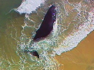 Baby Humpback Whale Beached in East Hampton