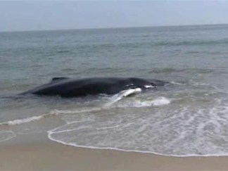 Dire Straits for Beached Whale on Long Island