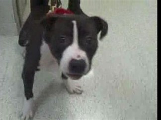 Oreo's Fate Sealed in Video Assessment