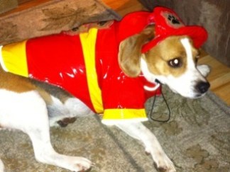 Halloween Pets 2011