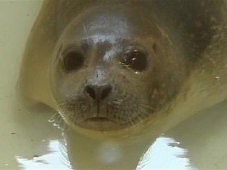 Seals at Sandy Hook