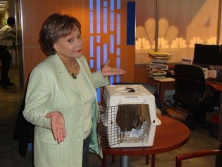 Sue's Impression of "Staten Island Chuck" on Eve of Groundhog's Day