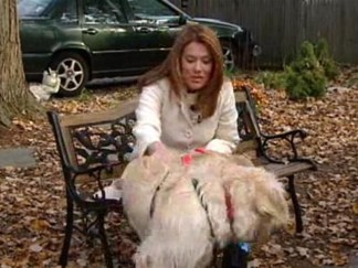 Pet Alert: Fido's Microchip May Not Work as Planned