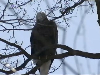 Bald Eagle Sightings