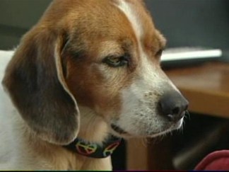 Buddy the Beagle